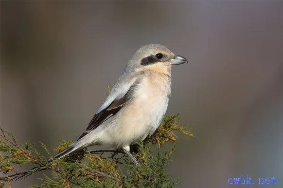 伯勞鳥