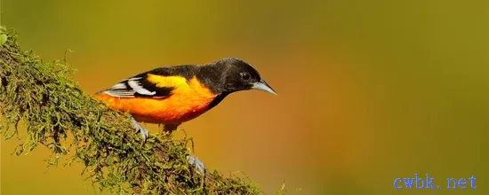 黃鸝鳥吃什么飼料