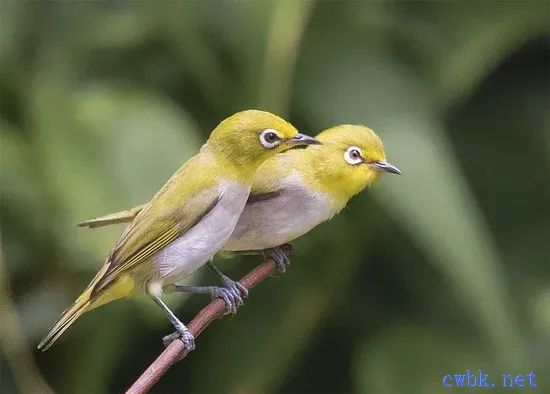 繡眼鳥