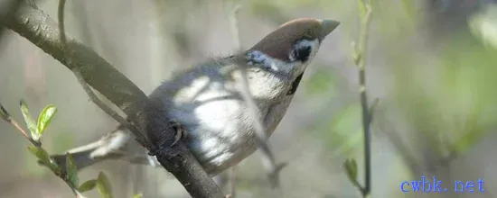 山麻雀幼鳥該怎么喂食