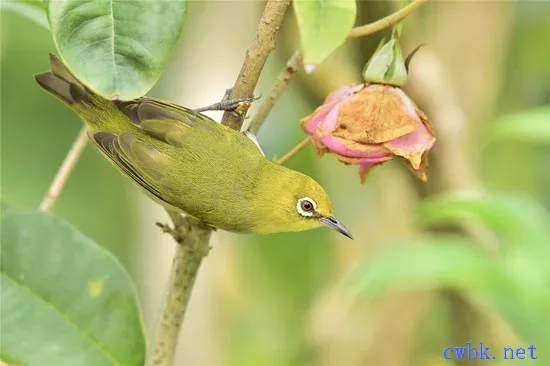 繡眼鳥