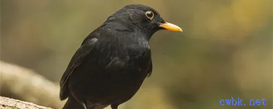 烏鶇鳥認主人嗎