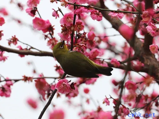 繡眼鳥