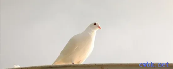 鴿子多久喝一次鹽水