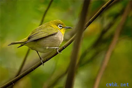 繡眼鳥