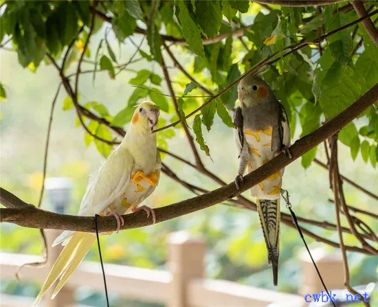 玄鳳鸚鵡