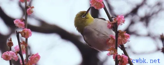 繡眼鳥食的最佳配方