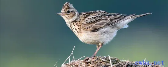 云雀是百靈鳥嗎