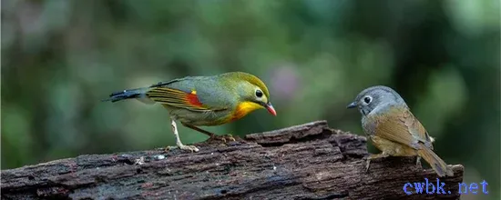 相思鳥怎么養