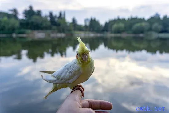 玄鳳鸚鵡