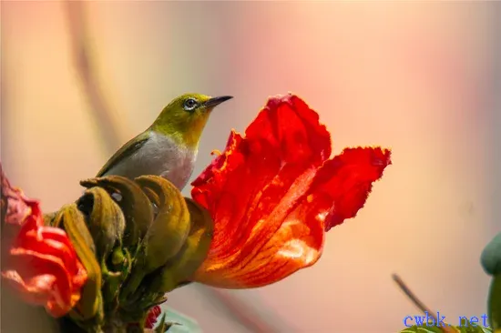 繡眼鳥