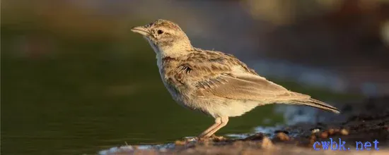 百靈鳥一天喂多少面包蟲