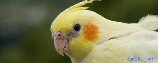 玄鳳鸚鵡沒有公鳥能下蛋嗎