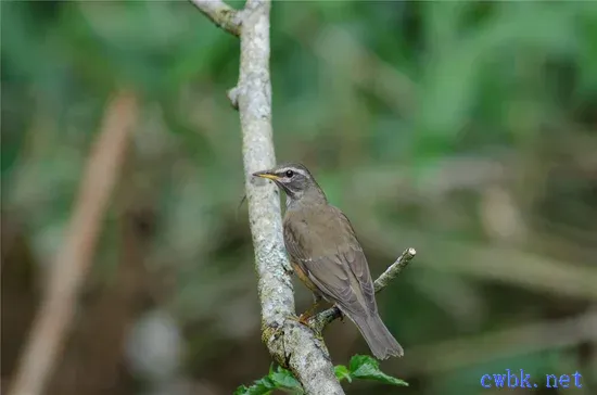 畫眉鳥