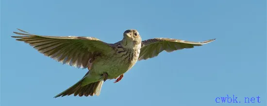 百靈鳥怎么分辨公母