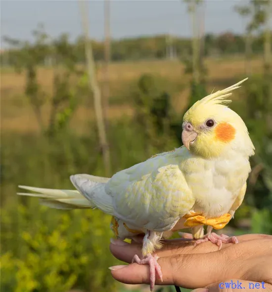 玄鳳鸚鵡