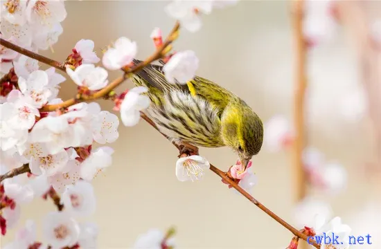 黃雀