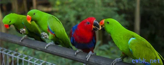 鸚鵡是群居動物嗎