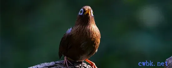 畫眉鳥的正確遛法提性