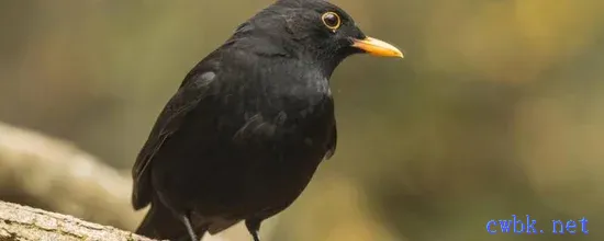 烏鶇幼鳥怎么養