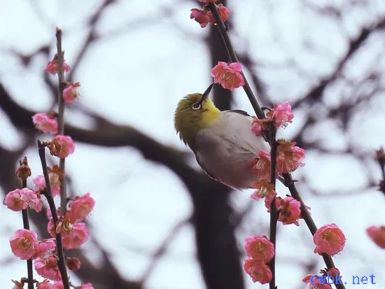 繡眼鳥