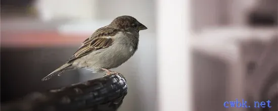 小麻雀多久不喂會餓死