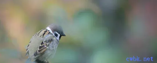 麻雀幼鳥怎么喂養方法