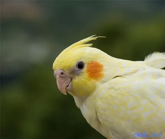 玄鳳鸚鵡