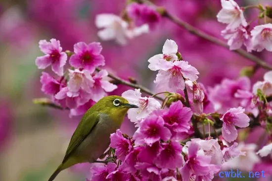 繡眼鳥