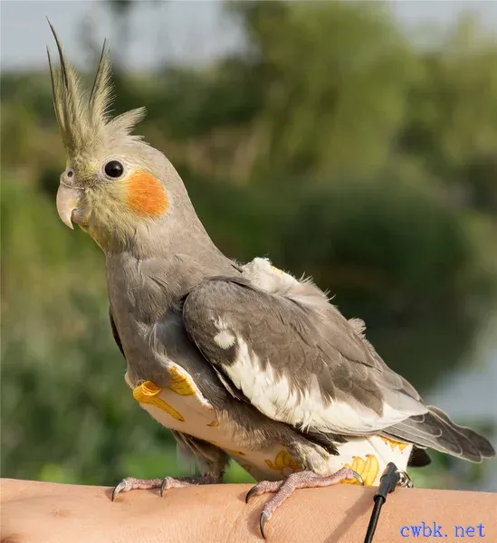 玄鳳鸚鵡