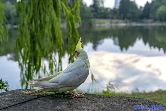 玄鳳鸚鵡