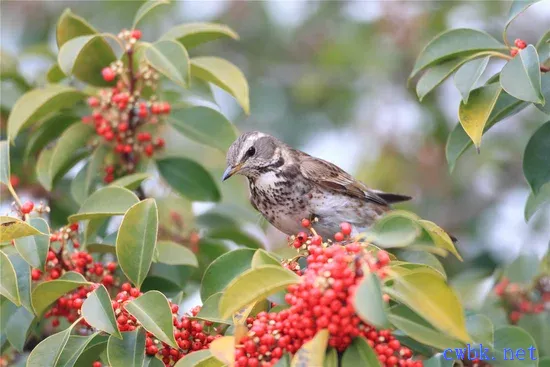 畫眉鳥