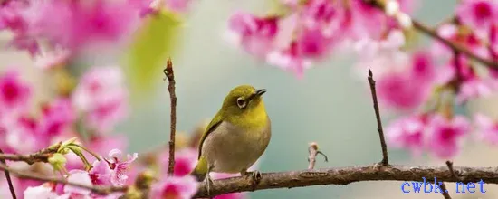 如何挑選品相好的繡眼鳥