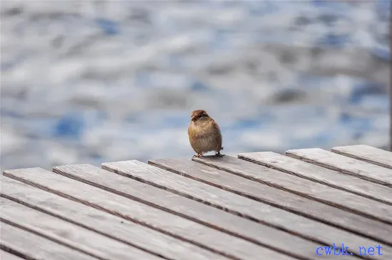 麻雀