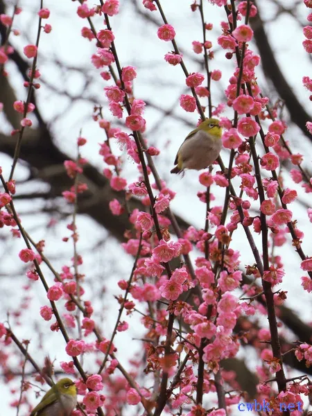 繡眼鳥