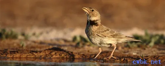 百靈鳥會飛嗎