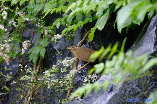 畫眉鳥