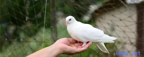 鴿子一直關籠里會死嗎