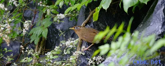 畫眉鳥換毛期間吃什么飼料更好