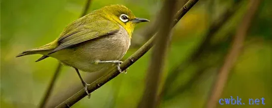 繡眼鳥吃什么食最好