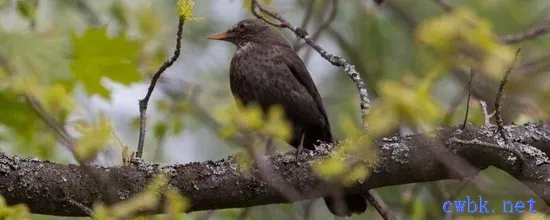 八哥鳥換毛順序