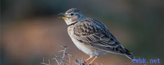 百靈鳥繁殖母鳥有什么要求