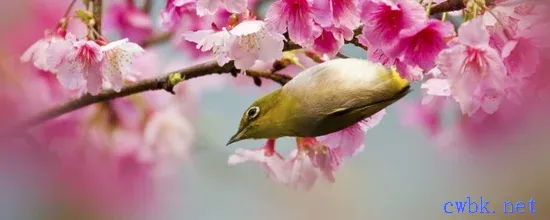 如何挑選愛叫的繡眼鳥