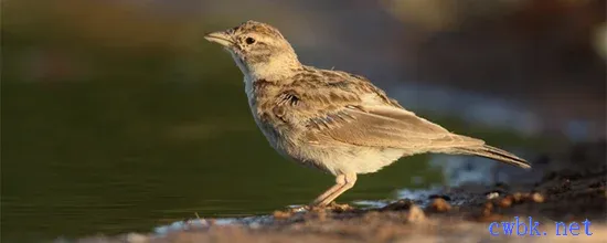 百靈鳥能活多少年