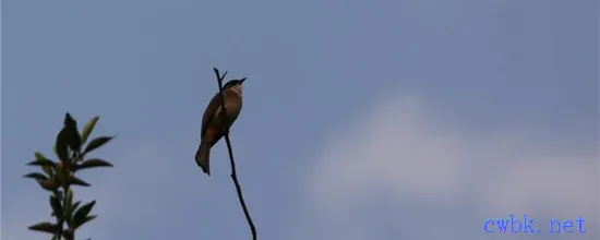 麻雀不吃東西怎么辦