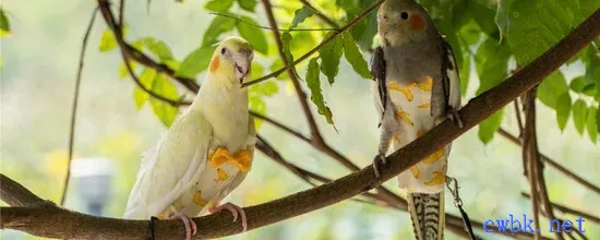 玄鳳鸚鵡洗澡怎么洗