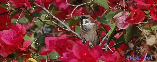 麻雀是鳥嗎