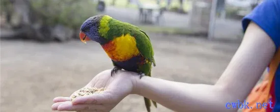 新手怎么讓鸚鵡上手