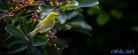 繡眼怎樣喂蜂蜜