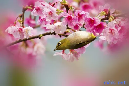 繡眼鳥